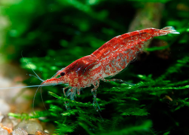 Neocaridina et Caridina : crevettes d'aquarium eau douce - Shrimp-Delice