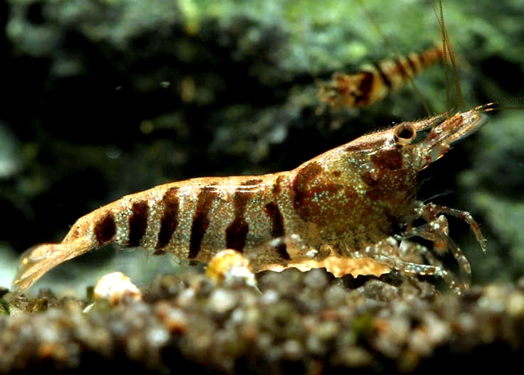 Balbauti Stripes A