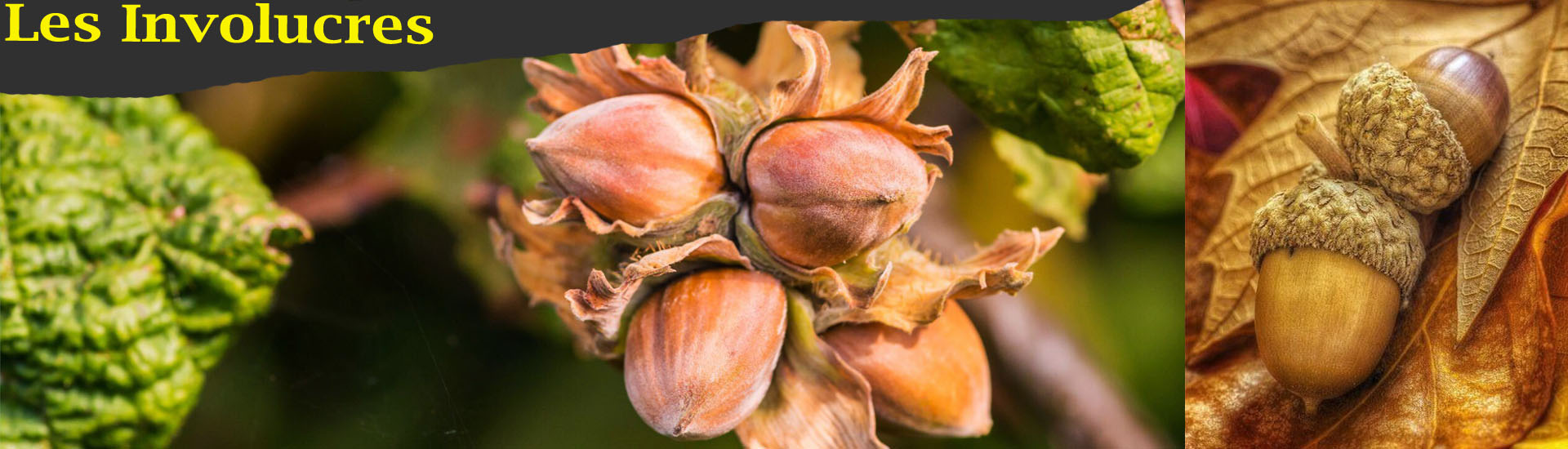 Involucres bandeau