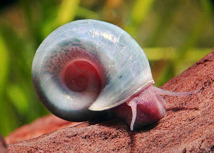 Planorbe bleu B