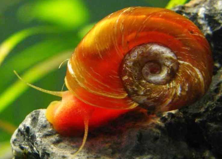 Planorbe corail A