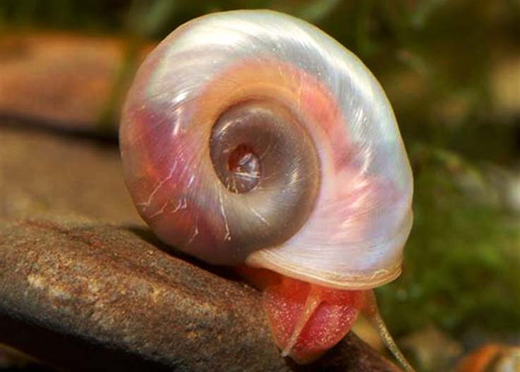 Planorbe rose A