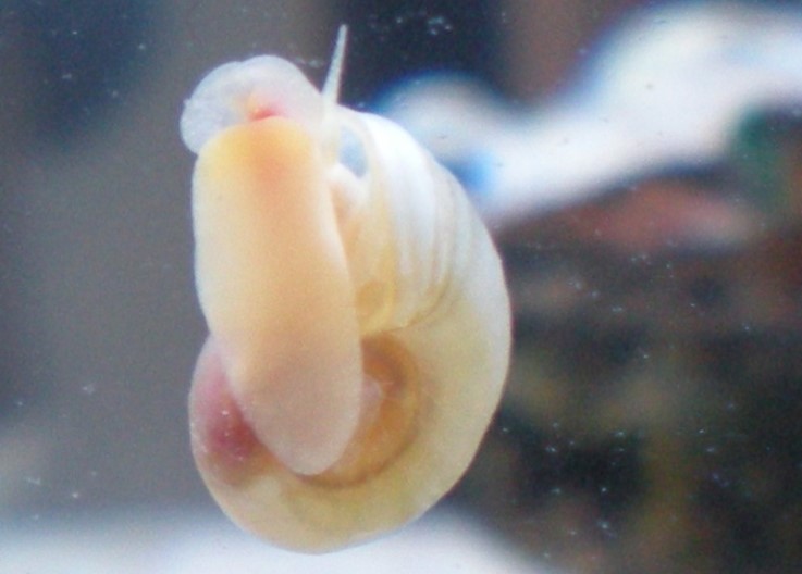 Planorbes blanc 1