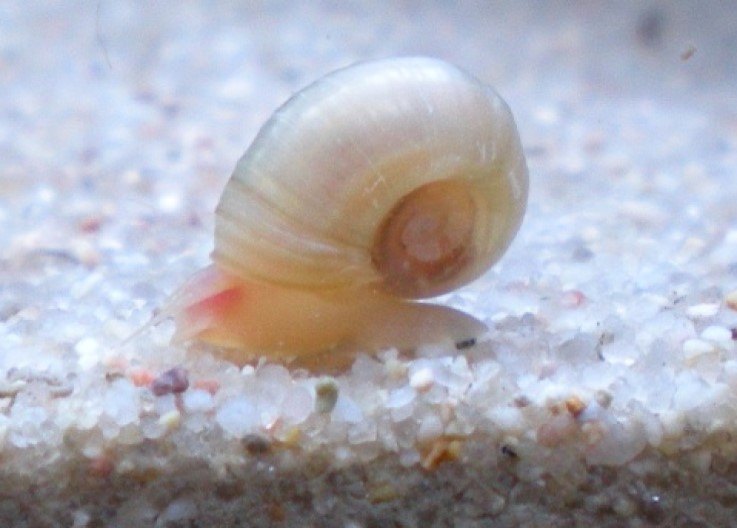 Planorbes blanc 2