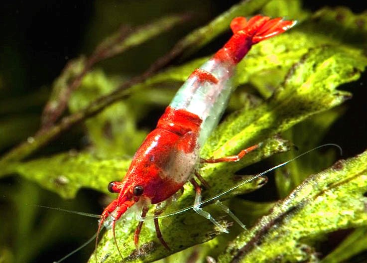 rili red kohaku