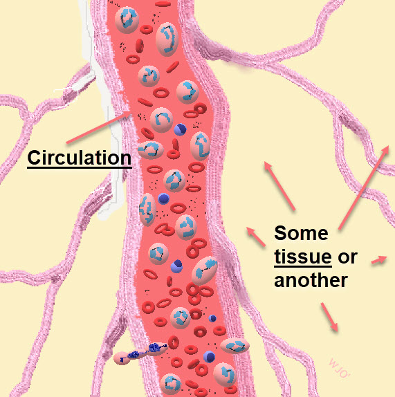 Circulation vs Other Tissues