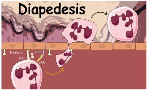 Diapedesis