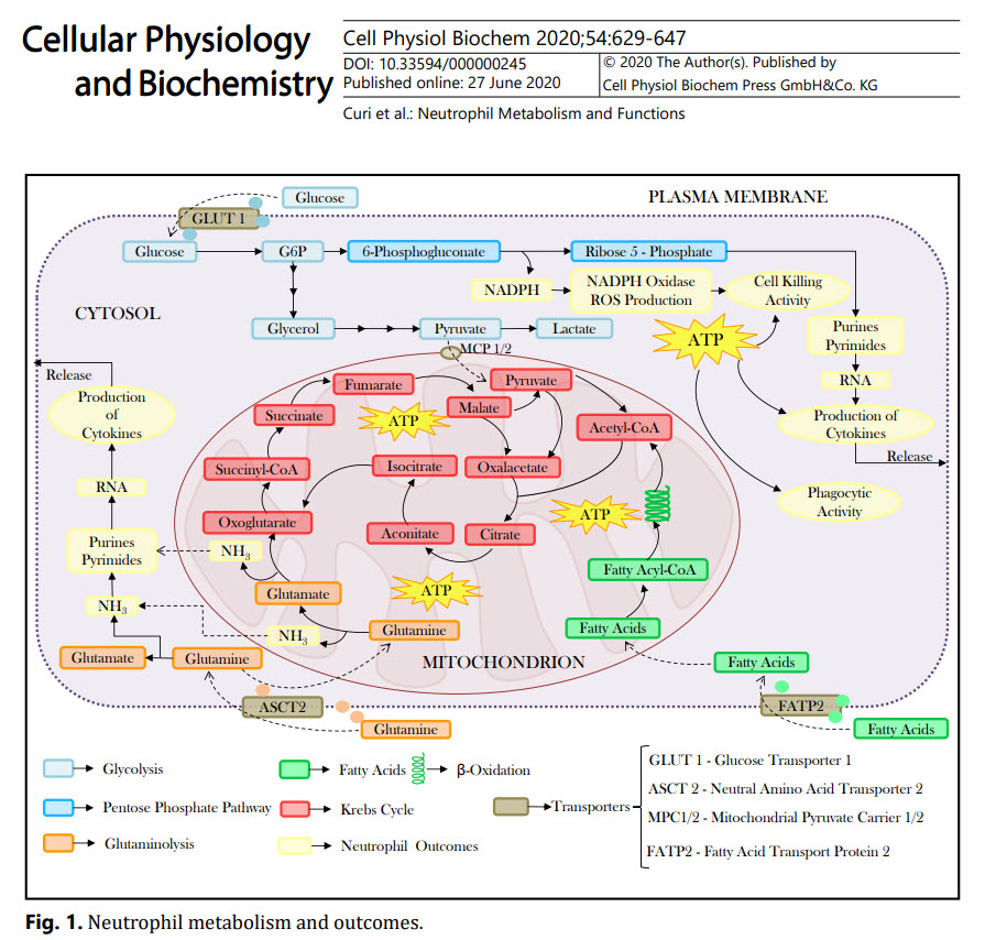 Neutrophil Metabolism & Outcomes