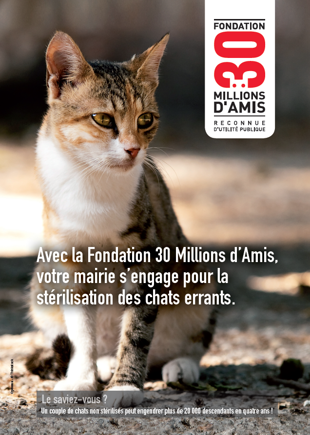 Affiche_chats_errants