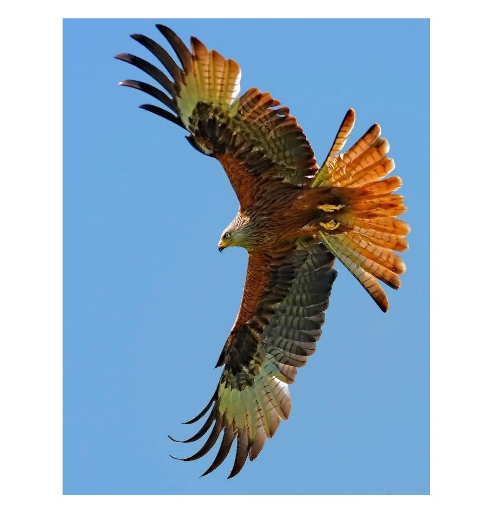 red tail hawk