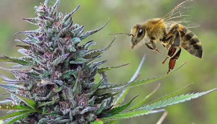abeille-cannabis