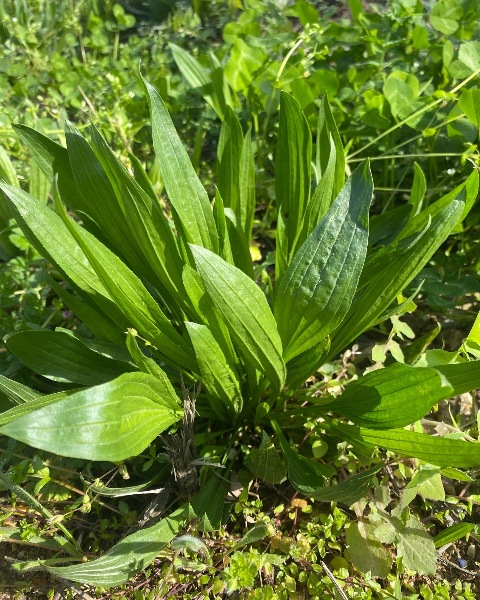 Plantain lancéolé