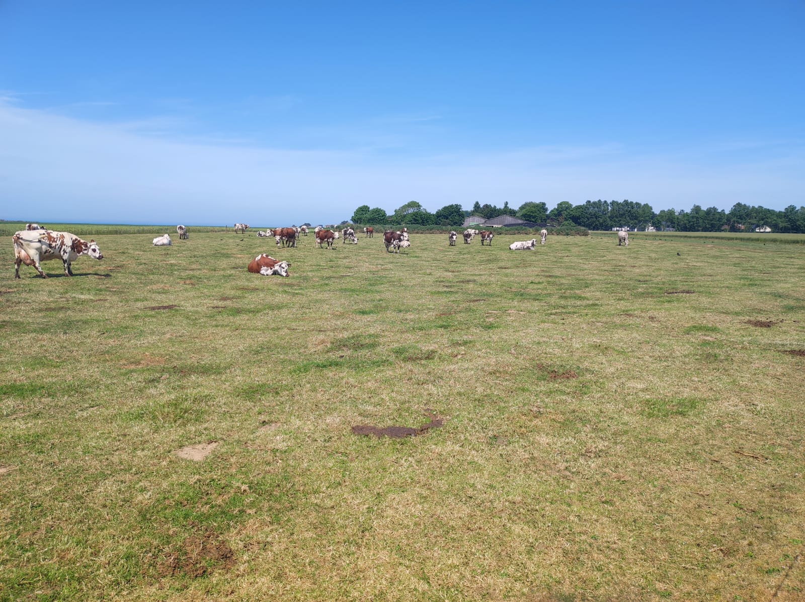 troupeau de vaches en normandie