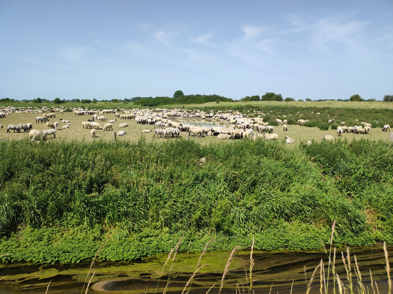 troupeau moutons