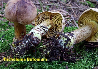 Tricholoma_bufonium
