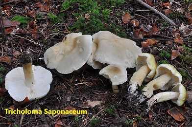 Tricholoma_saponaceum_1