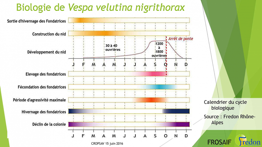 16065_plan_de_lutte_frelon_asiatique_CROPSAV_cle85e7a6 12
