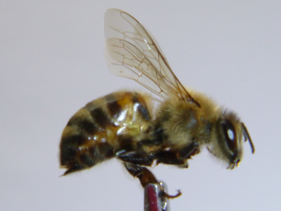 2020-06-05 H7ef abeille côté
