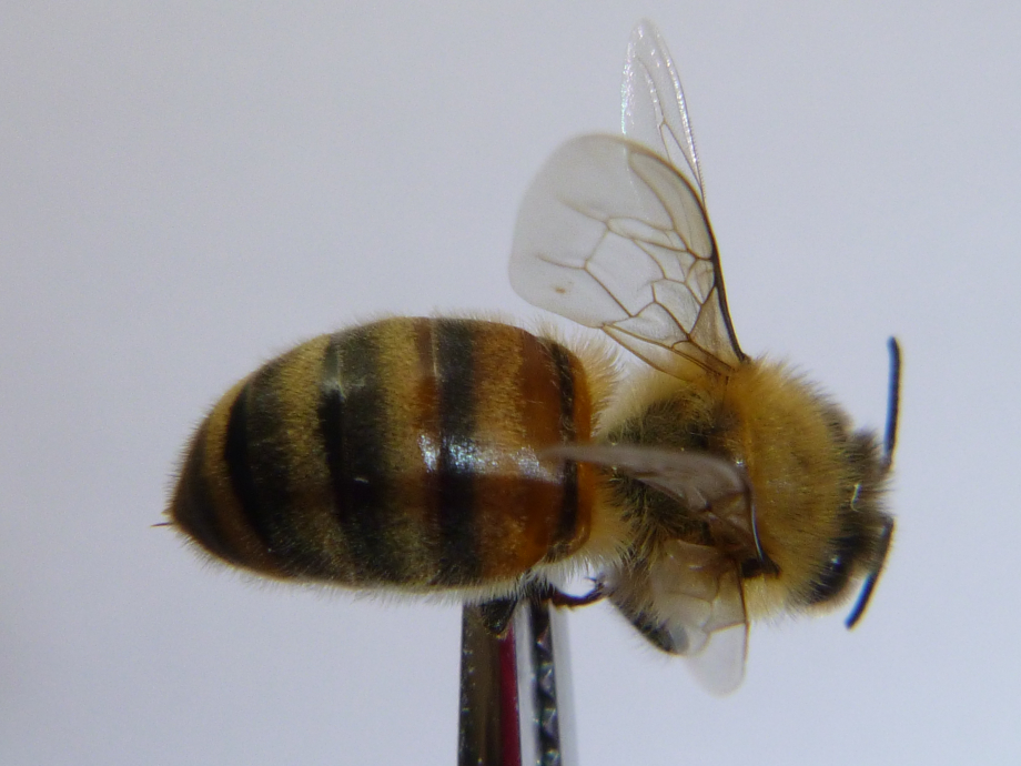 2020-06-05 H7ef abeille dessus