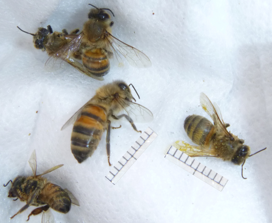 2023-03-26 H5 abeilles hiver été