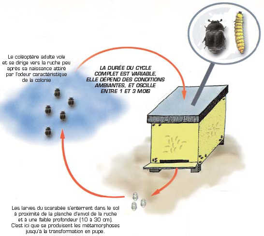 aethina_tumida_2_6