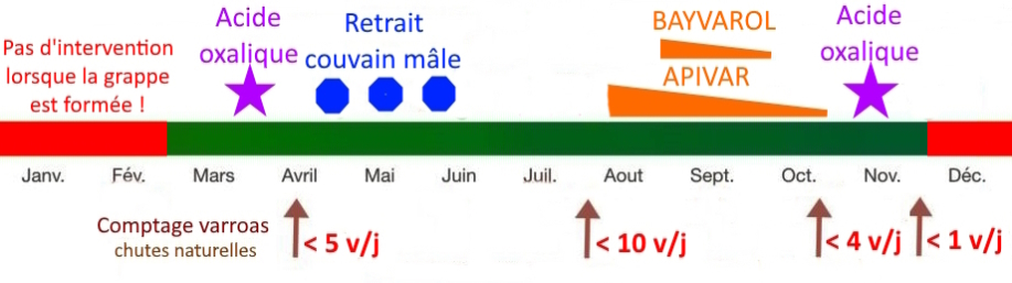 calendrier lutte varroa simple