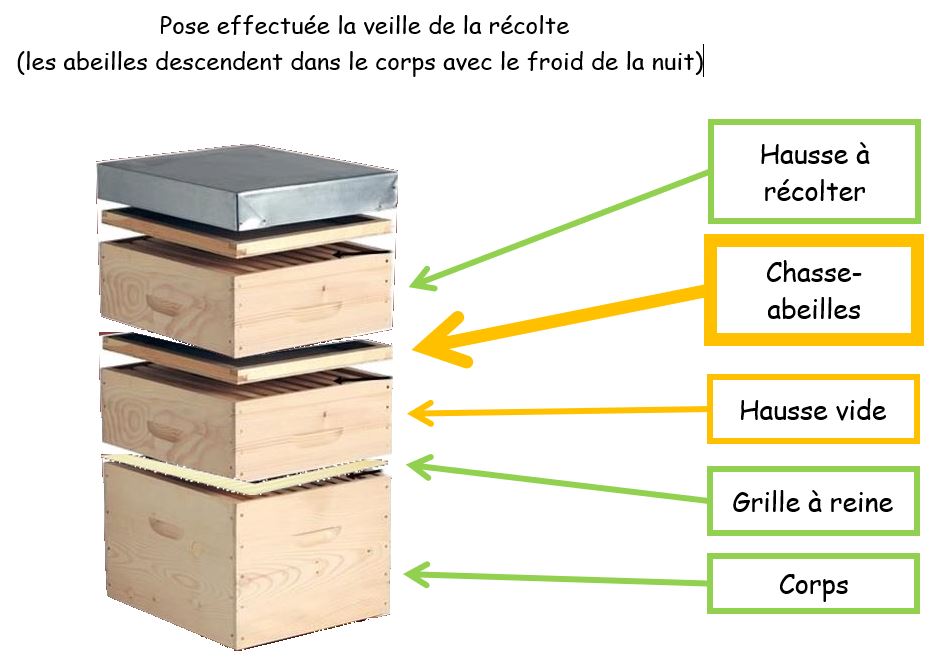 chasse-abeilles pose