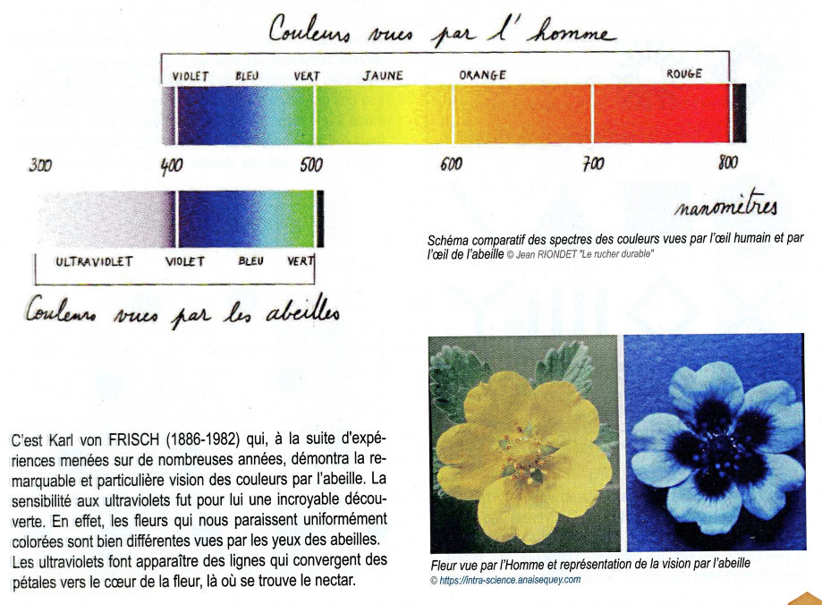 Couleurs abeilles