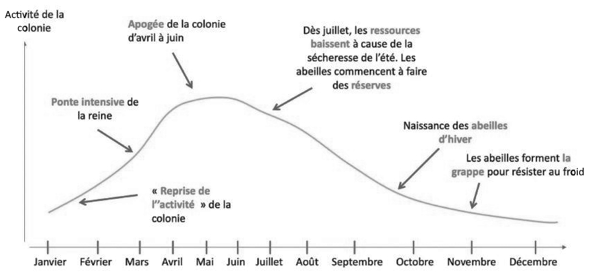 cycle de vie de la colonie