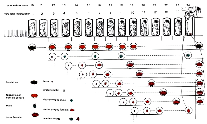 Cycle développement varroa