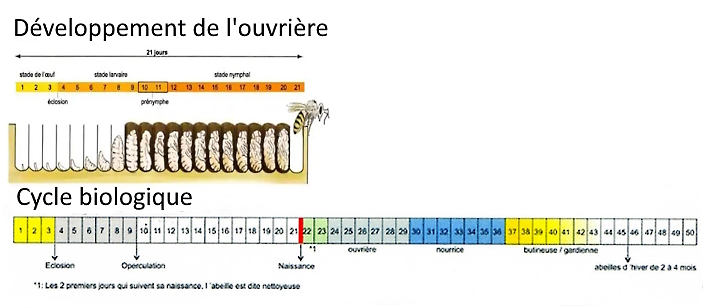 cycle et développement ouvrière