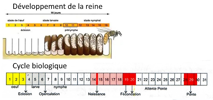 cycle et développement reine