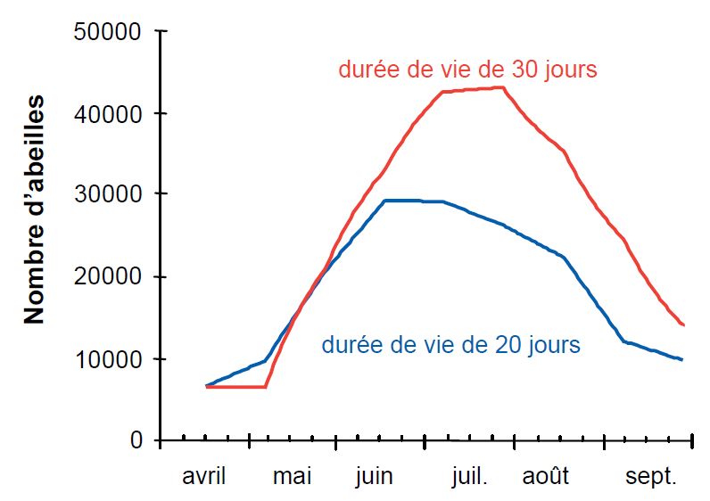 Durée de vie des ouvrières