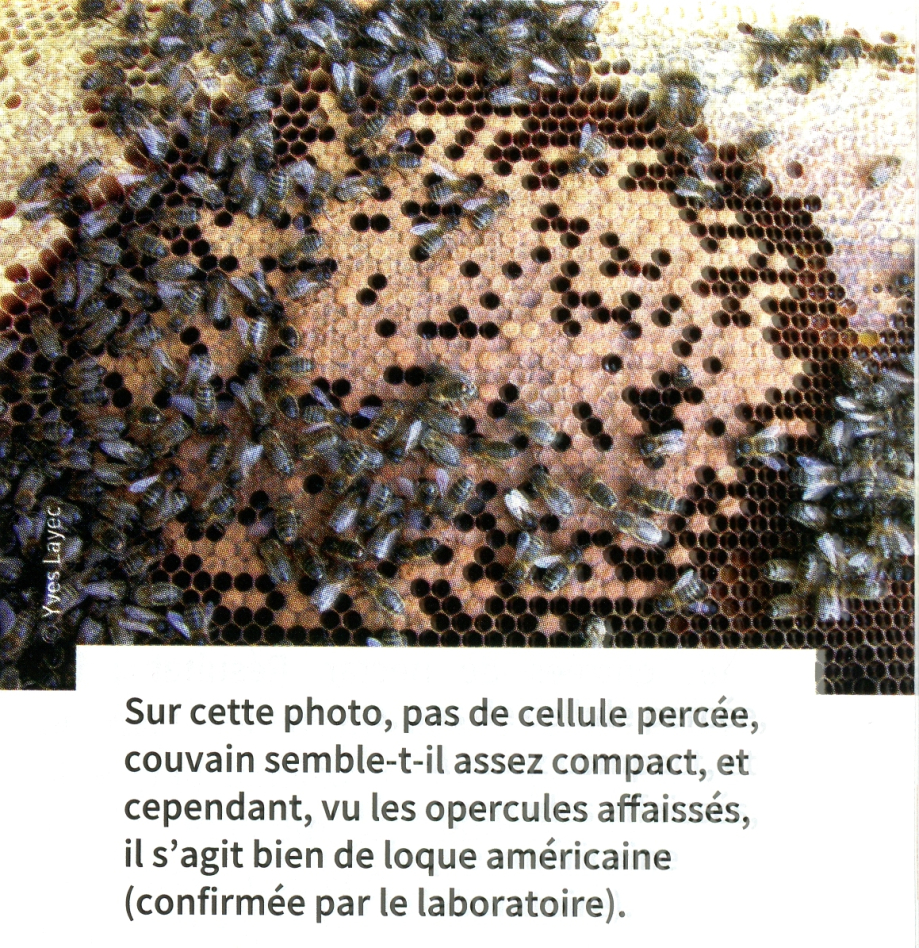 extrait Santé abeille