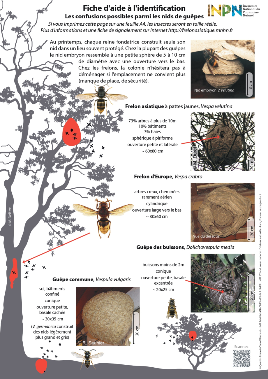 Fiches_Identification_Vespa_velutina_MNHN_page-0002