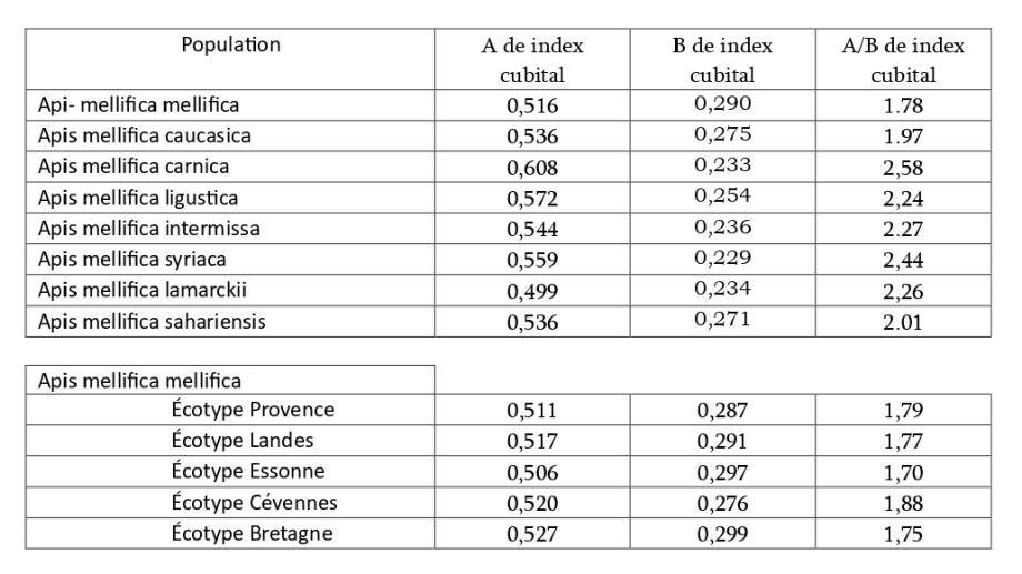 index cubital