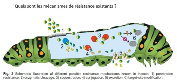 mécanismes de résistance