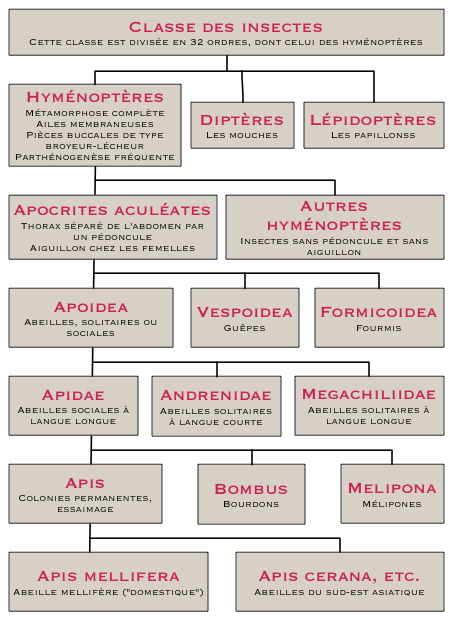 Mellifica classification