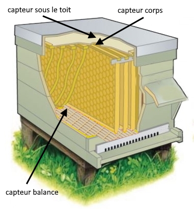 position capteurs corps