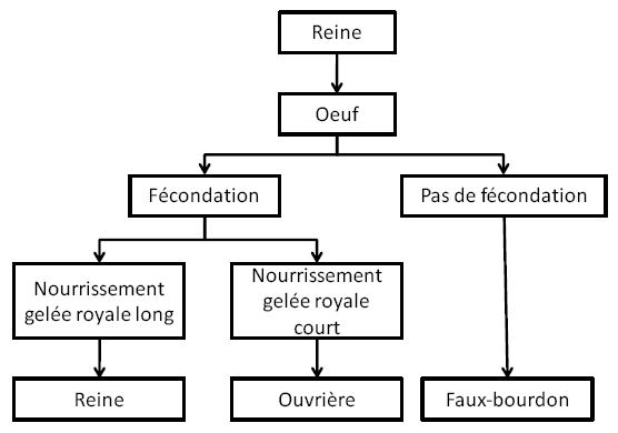 Reine ouvrière faux-bourdon