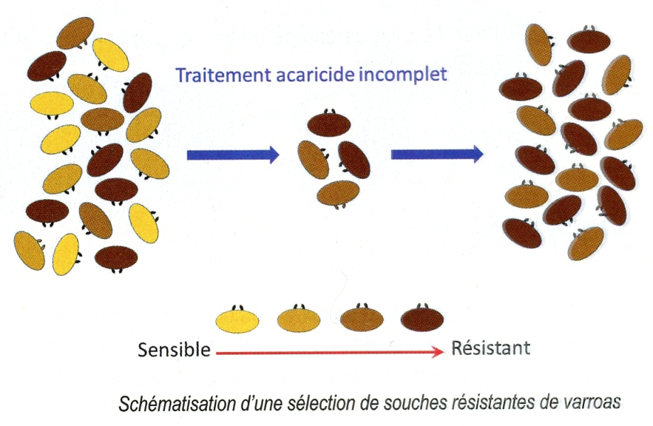 Sélection souches résistantes