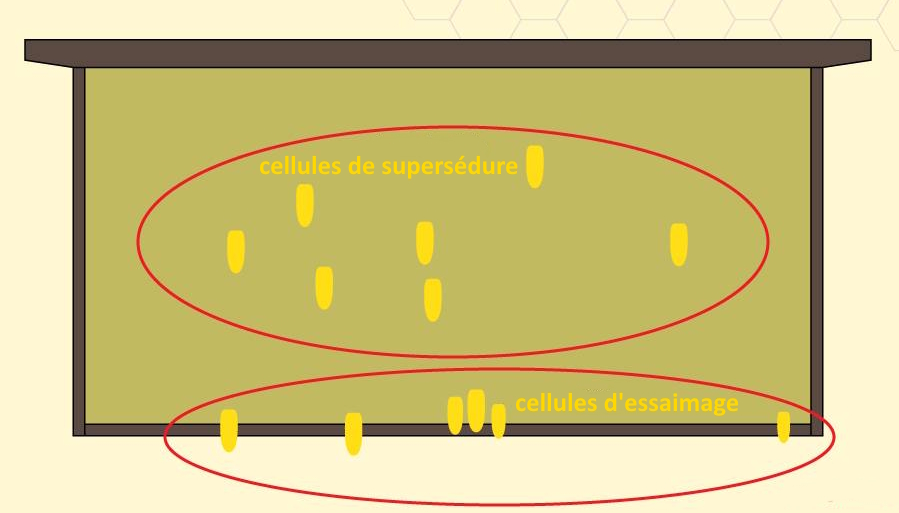supersedure et essaimage