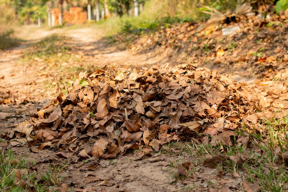 tas-feuilles-mortes-dans-jardin-automne_3249-5298