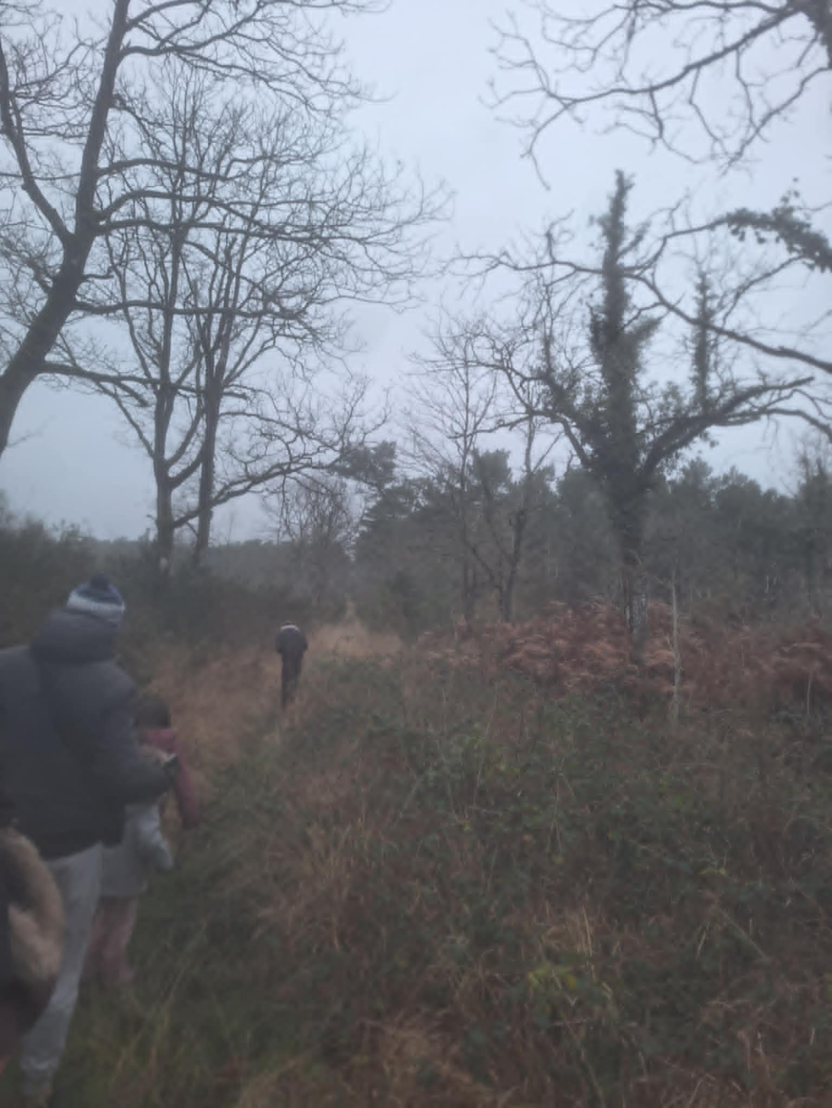 balade foret de brocéliande