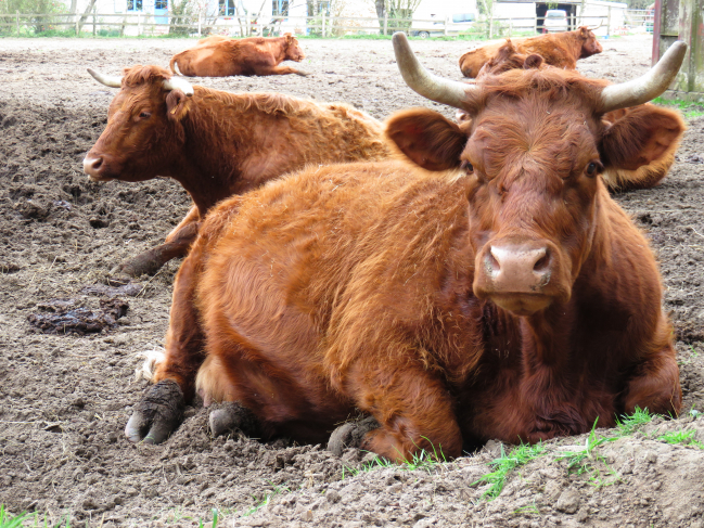 Mes premières vaches...