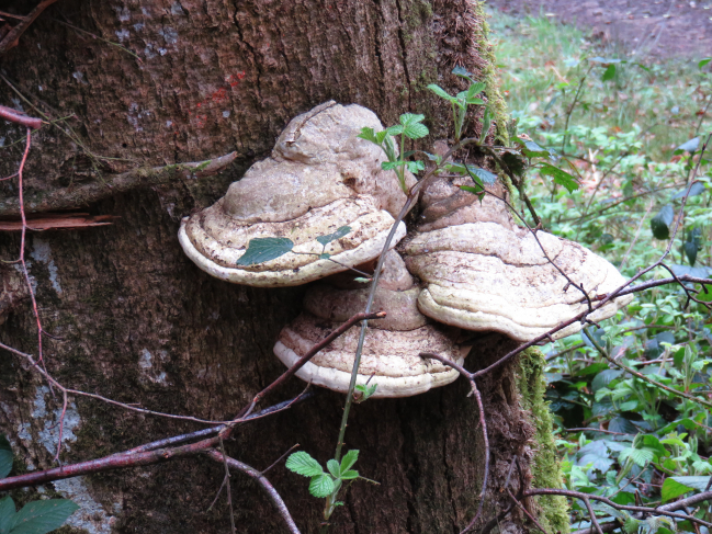 Polypores dans la forêt