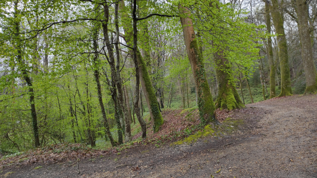 Petit crochet en forêt