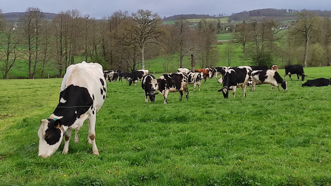 Encore et toujours mes amies les vaches