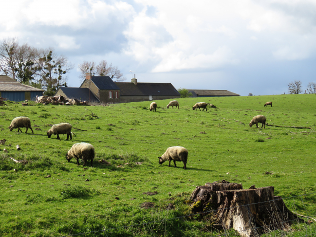 Le domaine du mouton