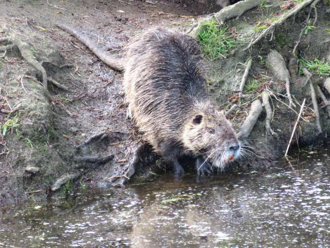 Un habitant de ces chenaux ... un ragondin